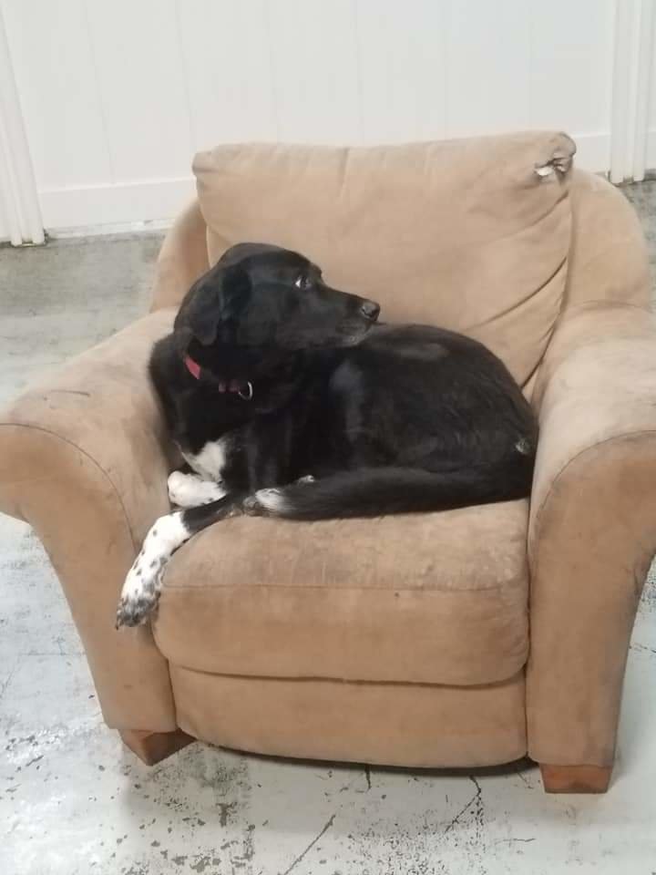 A black Lab mix with white feet, sitting on a light brown overstuffed chair, looking off to the viewer's right